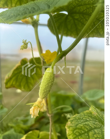 Variety of white cucumber grows in a greenhouse 105010325