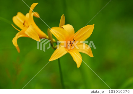 ニッコウキスゲのオレンジ色の花 105010376
