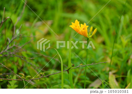ニッコウキスゲのオレンジ色の花 ニッコウキスゲのオレンジ色の花 105010381