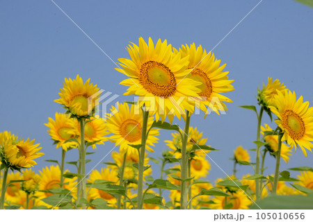 ひまわり 105010656