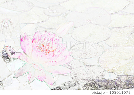 パステル調 ”スイレンの花” イラストイメージ パステル調 ”スイレンの花” イラストイメージ 105011075