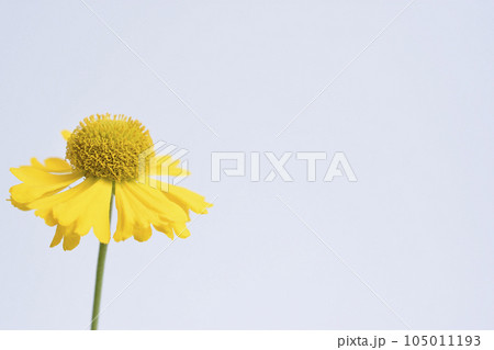 団子菊 団子菊 105011193