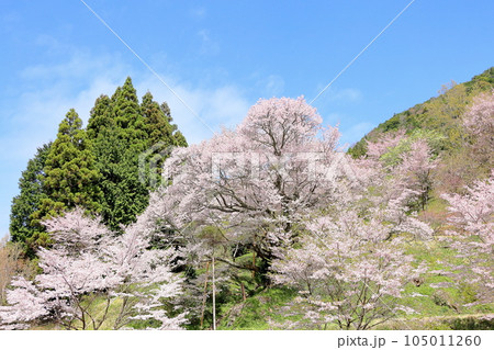 仏隆寺の千年桜 仏隆寺の千年桜 105011260