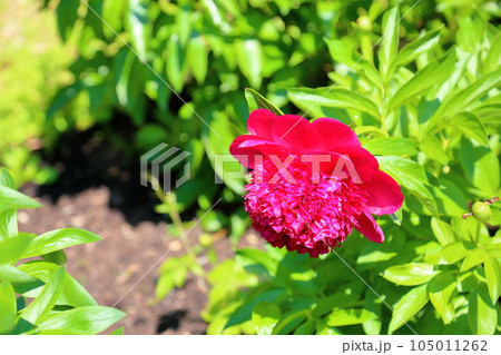 シャクヤクの花 シャクヤクの花 105011262