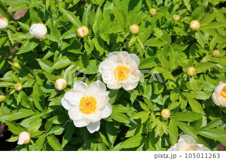 シャクヤクの花 シャクヤクの花 105011263