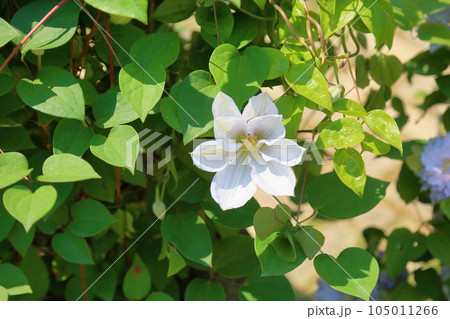 クレマチスの花 105011266
