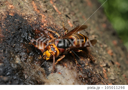 樹液をなめるモンスズメバチ 105011298