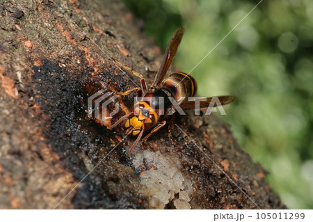 樹液をなめるモンスズメバチ 105011299