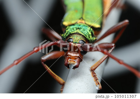 アカアシオオアオカミキリ 105011307