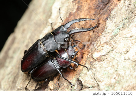 メイトガード状態のノコギリクワガタ 105011310