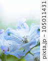 青い花 105011431
