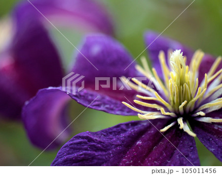 6月の雨の日に咲いた紫色のクレマチス「カスム」 6月の雨の日に咲いた紫色のクレマチス「カスム」 105011456