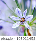 花に止まるハチ 105011458