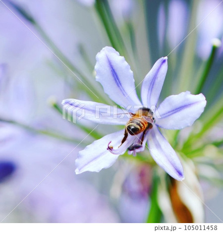 花に止まるハチ 105011458