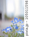 可愛い青い花 105011598