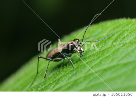 トウキョウヒメハンミョウ トウキョウヒメハンミョウ 105011650