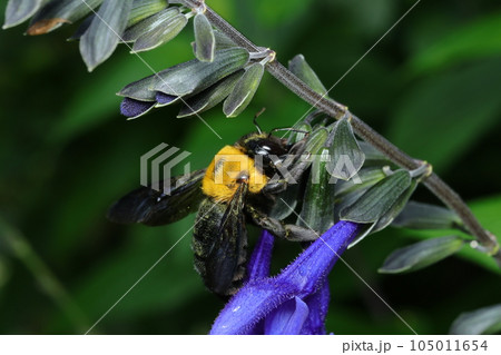 サルビアの花から盗蜜するクマバチ 105011654
