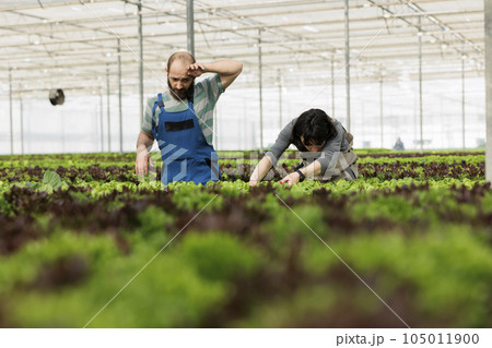 Exhausted teamworking farmers working hard to maximize naturally grown certified organic nutritious bio vegan food crop harvest yields. Entrepreneurial non gmo certified organic greenhouse Exhausted teamworking farmers working hard to maximize naturally grown certified organic nutritious bio vegan food crop harvest yields. Entrepreneurial non gmo certified organic greenhouse 105011900