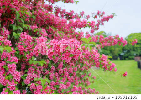 タニウツギの花 105012165