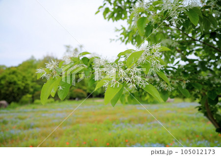ヒトツバタゴの花 105012173