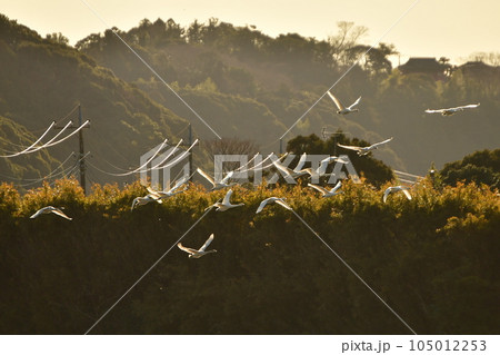 千葉県の白鳥 千葉県の白鳥 105012253