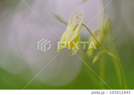 オダマキの薄黄色の花 オダマキの薄黄色の花 105012845