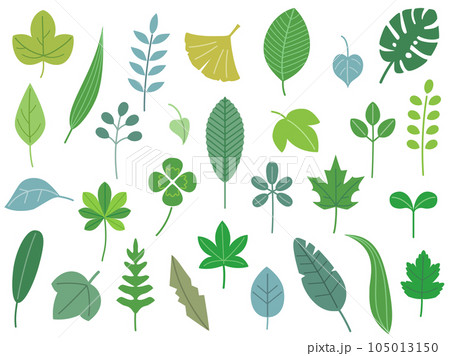 クローバーや銀杏などのナチュラルな葉っぱのイラストのセット 105013150