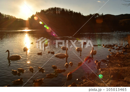 福島県大池の白鳥 105013465