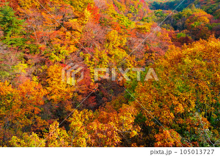 八幡平・松川渓谷の紅葉(森の大橋付近) 八幡平・松川渓谷の紅葉(森の大橋付近) 105013727