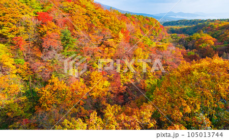 八幡平・松川渓谷の紅葉（森の大橋付近） 105013744