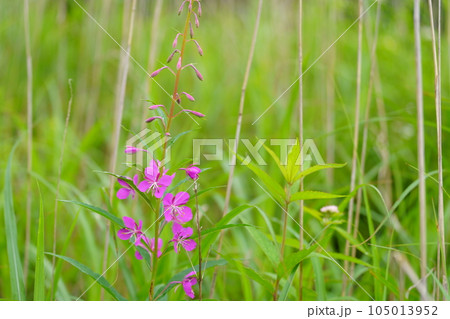 艶やかなヤナギランの紫色の花 艶やかなヤナギランの紫色の花 105013952