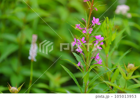 艶やかなヤナギランの紫色の花 艶やかなヤナギランの紫色の花 105013953