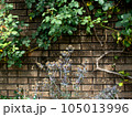 ツタが這う壁 105013996