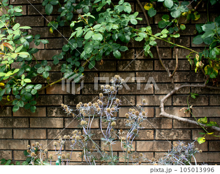ツタが這う壁 105013996