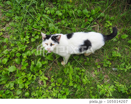 草むらからこちらを見ている八割れ猫 105014207