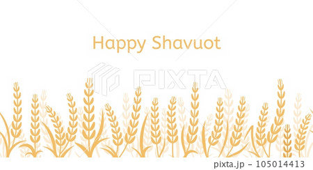 Shavuot background with yellow wheat ears, happy season and festive. Golden barley isolated, israel festival agricultural decent vector banner Shavuot background with yellow wheat ears, happy season and festive. Golden barley isolated, israel festival agricultural decent vector banner 105014413