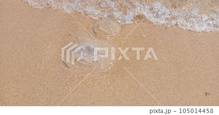 波打ち際に流れ着いた水クラゲのペア 105014458