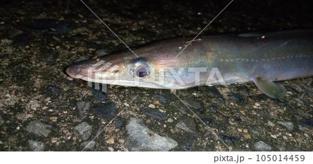 鋭い顔した夏の味覚ハモ 105014459