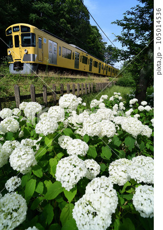 白いあじさいと黄色い西武鉄道の電車 白いあじさいと黄色い西武鉄道の電車 105014536