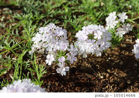 グランドカバーのタピアンの花が咲きました 105014666