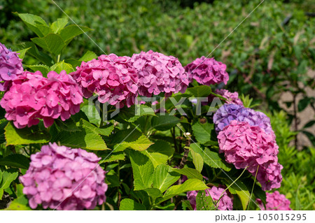 京都 舞鶴 おおしあま展望の里 京都 舞鶴 おおしあま展望の里 105015295