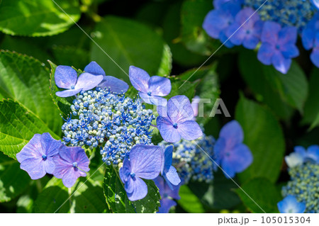 京都　舞鶴　おおしあま展望の里 105015304