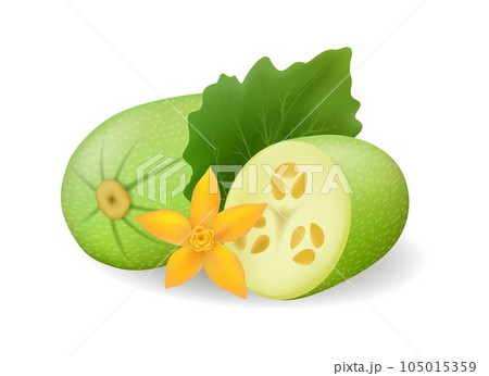 Realistic fresh zucchini vegetables 105015359