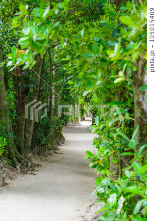 沖縄　備瀬　フクギ並木 105015409