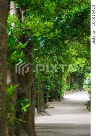 沖縄　備瀬　フクギ並木 105015423