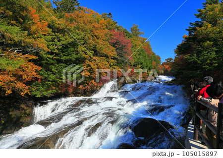 【栃木県】竜頭の滝の紅葉 105015897