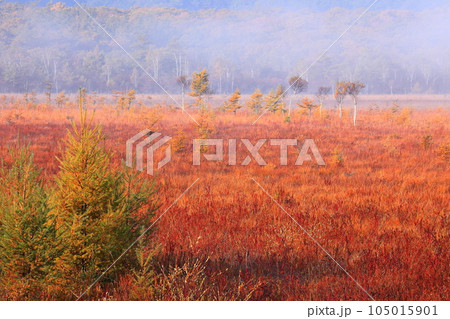 【栃木県】朝日を浴びる戦場ヶ原の草紅葉 【栃木県】朝日を浴びる戦場ヶ原の草紅葉 105015901