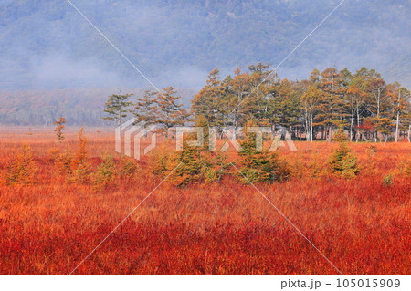 【栃木県】朝日を浴びる戦場ヶ原の草紅葉 105015909