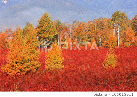 【栃木県】朝日を浴びる戦場ヶ原の草紅葉 105015911
