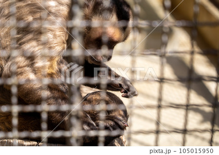 兵庫　姫路　姫路動物園　フサオマキザル 105015950